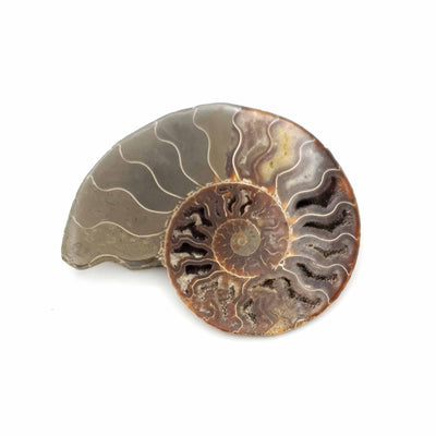moitié d'ammonite de Madagascar