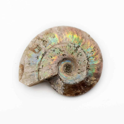 ammonite opalisée
